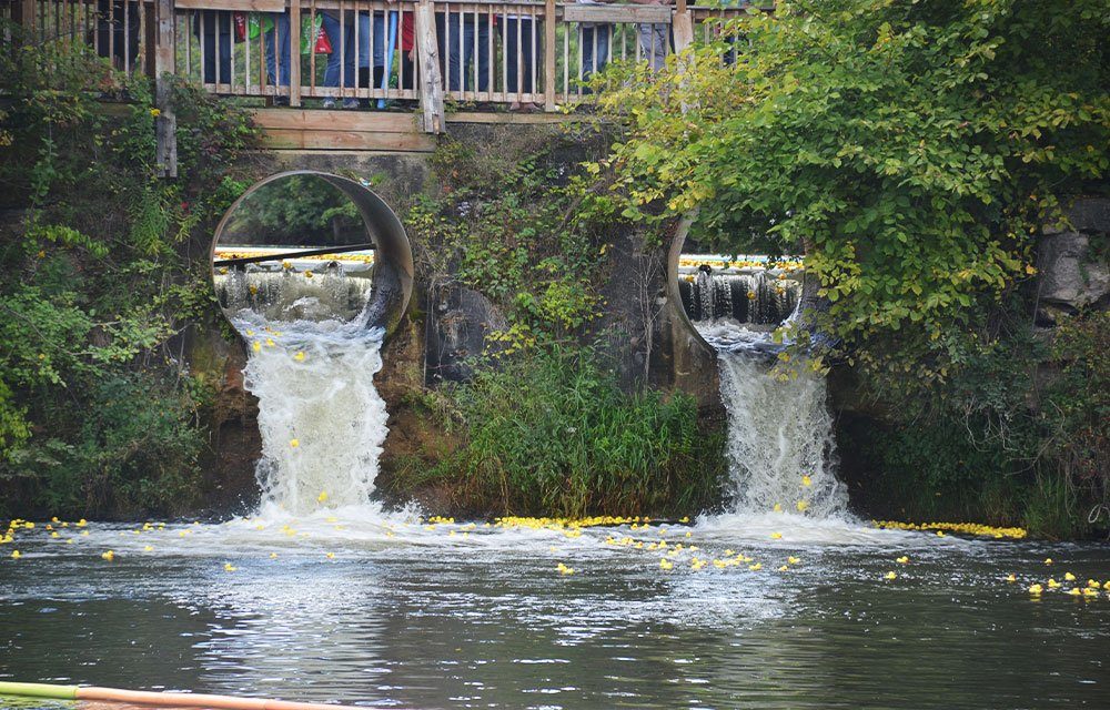 Lion's Duck Race