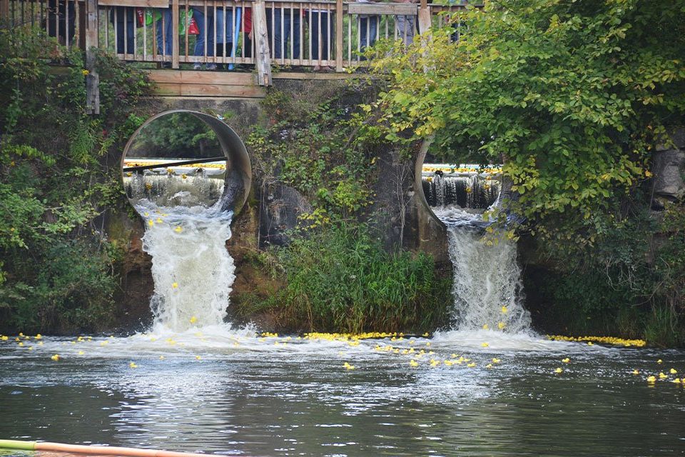 Lion's Duck Race